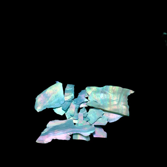 Abalone Sea Shells